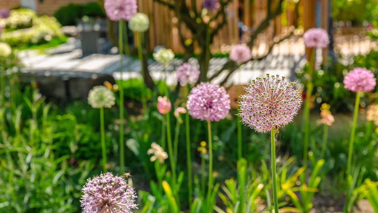 close up of colorful flowerbed with persian onion star of persia