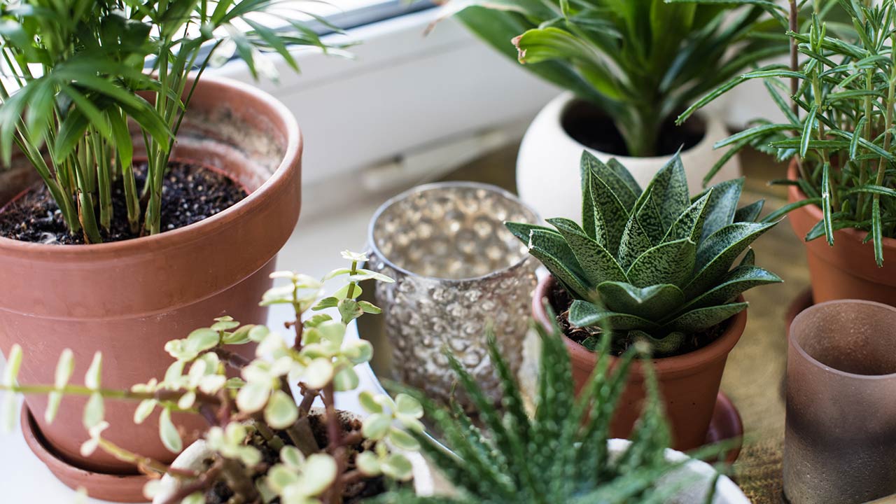 Houseplants on windowsill in real room interior close-up